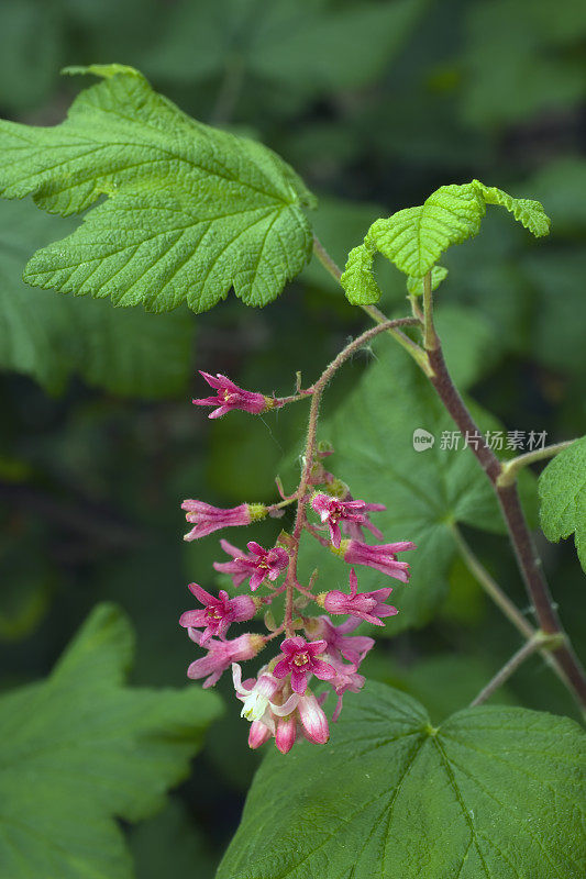 粉红色花流，开花醋栗，红花醋栗，红开花醋栗，或红醋栗，Ribes sanguieneum glutinsum, Psimo海滩国家公园，加利福尼亚州。茶藨子科。